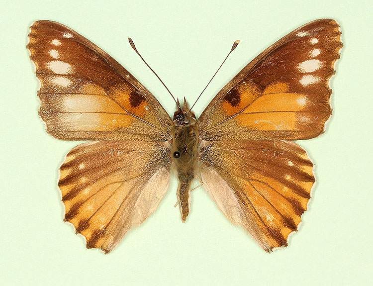 Vanessa cardui male (aberrant form cold shock 2) (Internet Image property of respective owner, non-commercial use only)
